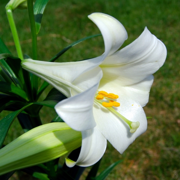Easter Lilies for the Altar