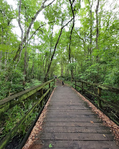 Wellness Walk:Julington-Durbin Creek Preserve