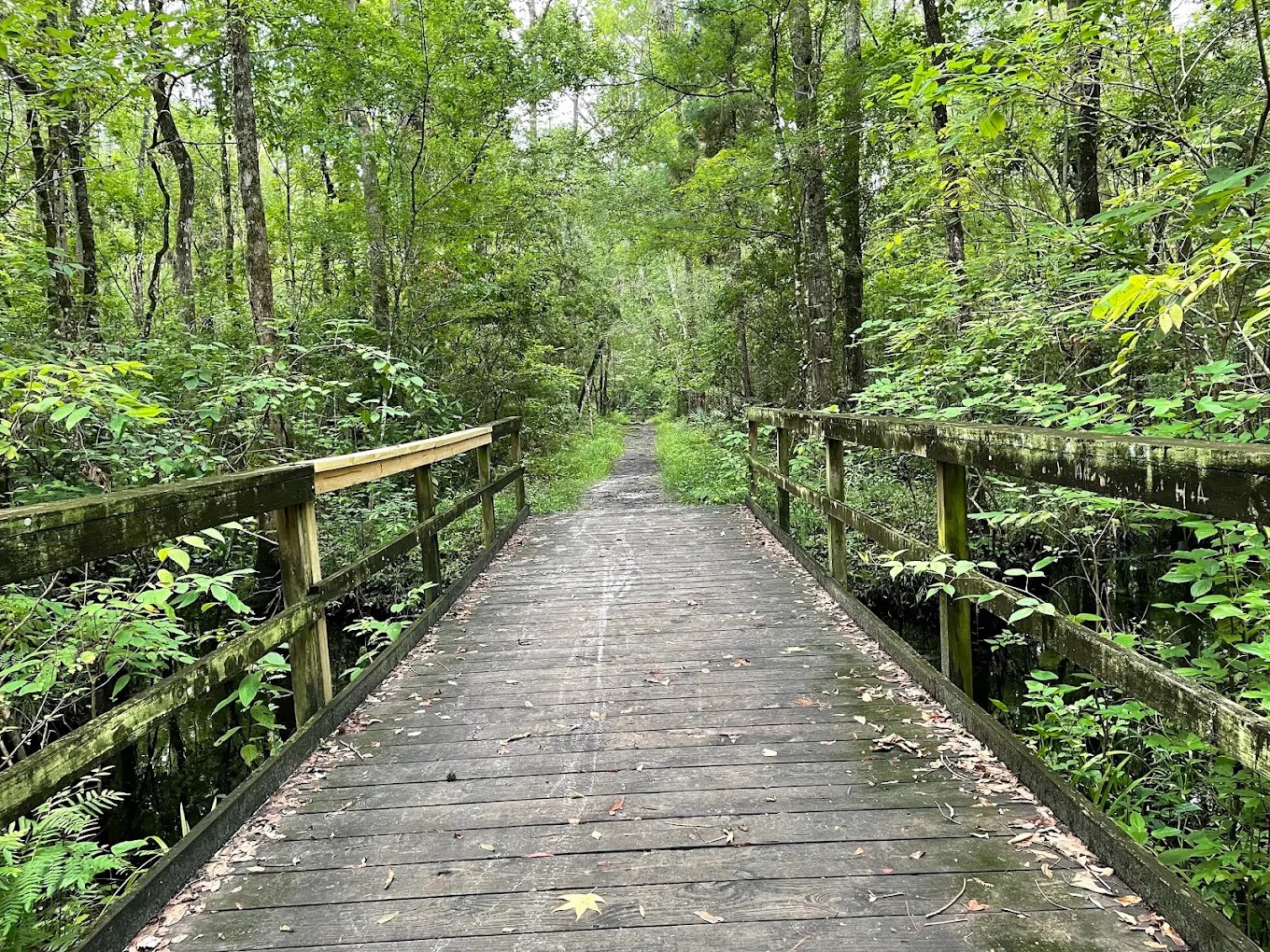 Walk with Bob Hill: Julington-Durbin Creek Preserve